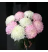 9 белых и розовых одноголовых хризантем  в букете