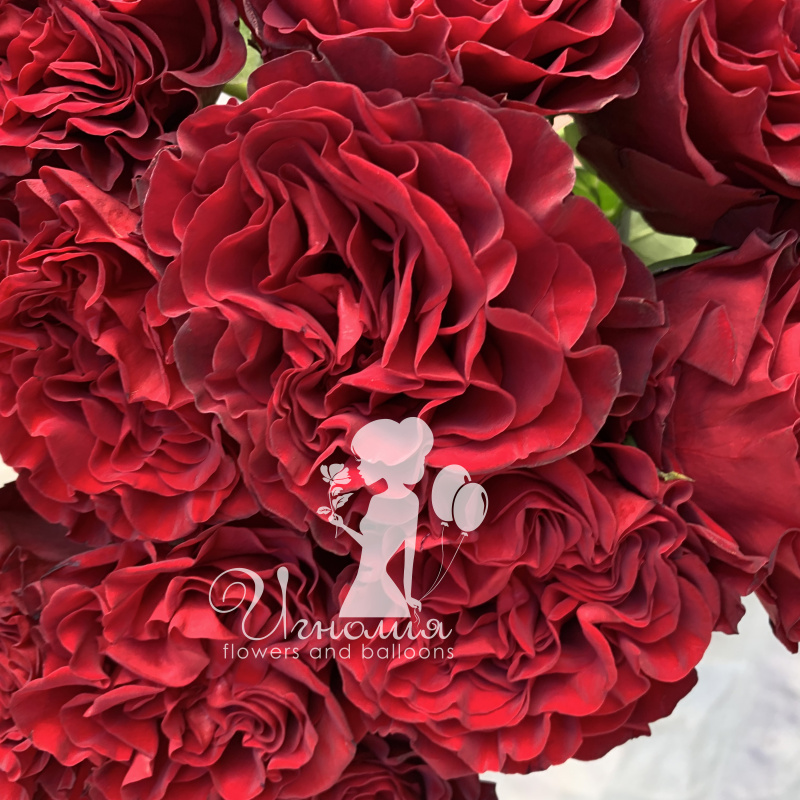 Букет садовых английских роз &laquo;Мадонна&raquo; 3