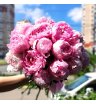 Монобукет из 21 пиона «Сара Бернар»