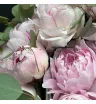 Композиция «Цветочная симфония» 3