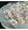 Букет «Облако маттиолы»