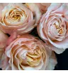 11 пионовидных роз Принцесс Краун(Princess Crown) Эквадор персикового цвета