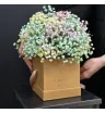 Композиция из радужной гипсофилы «Сахарная вата»