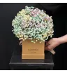 Композиция из радужной гипсофилы «Сахарная вата»
