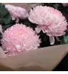 букет из 7 одноголовых розовых хризантем с эвкалиптом в розовой упаковке