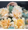 кремовые французские розы с эвкалиптом в коробке
