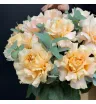 кремовые французские розы с эвкалиптом в коробке