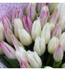 51 белый и розовый тюльпан &laquo;Нежный контраст&raquo;