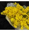 Букет из мимозы &laquo;Солнечный акцент&raquo;