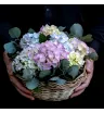 Композиция «Принцесса София»
