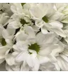 Композиция «Шарли» 4