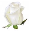 Белая роза Эквадор 80см