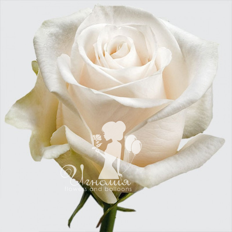 Роза Эквадор белая 60 см