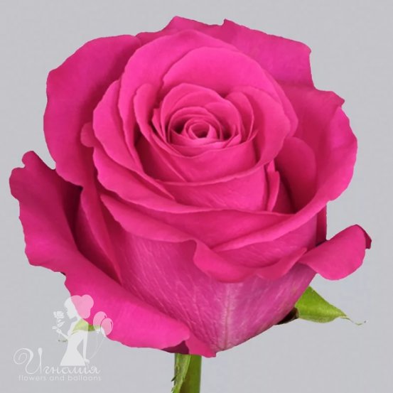Роза фуксия Эквадор 60 см.