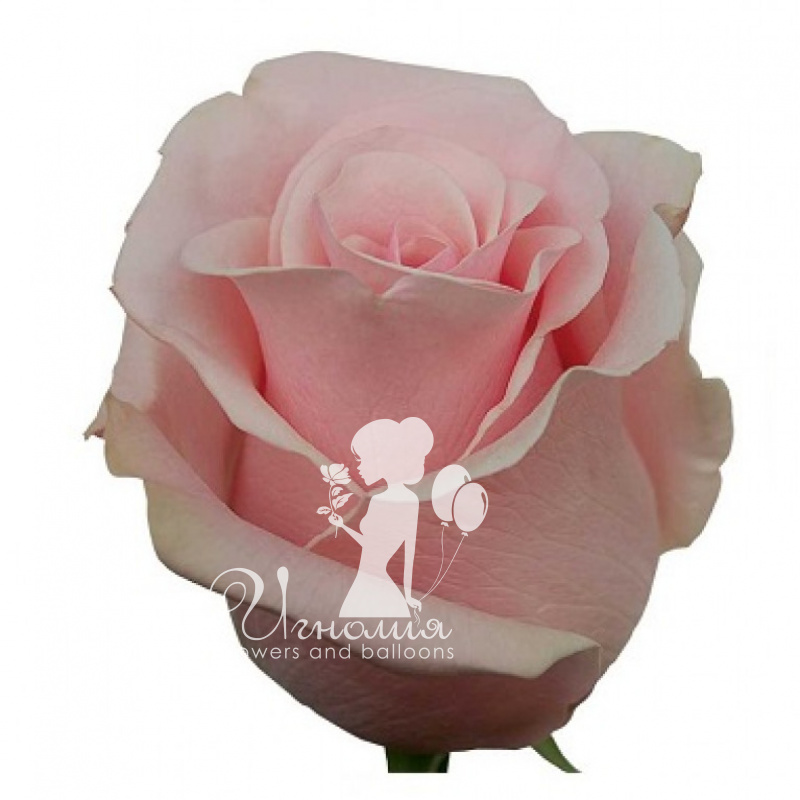 Розовая Эквадорская роза 70 см