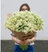 Букет из матрикарии «Летний поцелуй»