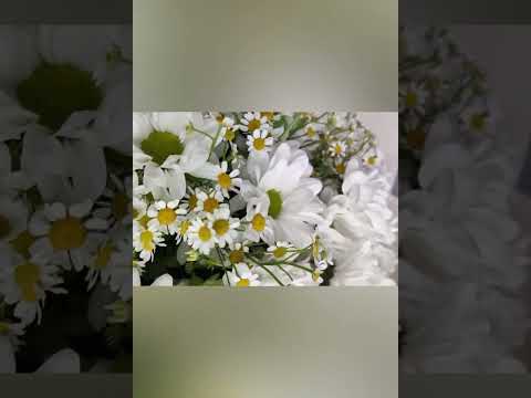 букет из белых ромашковых хризантем и матрикарии