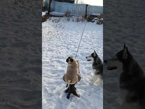 Мишка средний