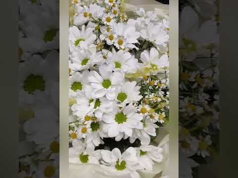 букет из белых кустовых хризантем и ромашек в светлой упаковке