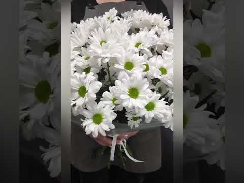 11 белых кустовых хризантем в букете в светлой упаковке