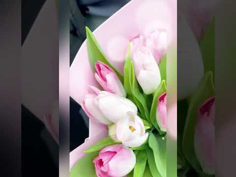 букет из розовых тюльпанов и белой гипсофилы в розовой упаковке.