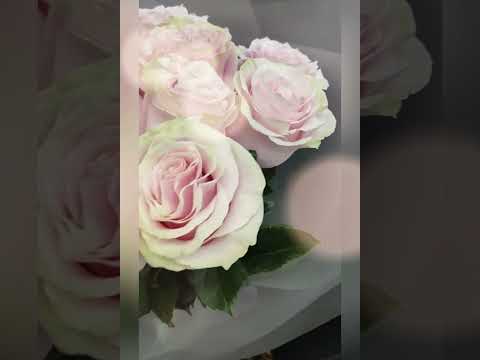 Букет из 15 эквадорских роз Пинк Мондиаль в упаковке