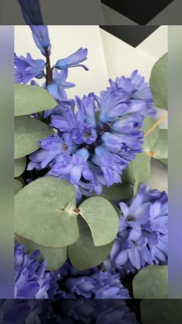 букет из синих гиацинтов с эвкалиптом.