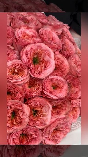 51 пионовидная эквадорская роза Мандарин в букете