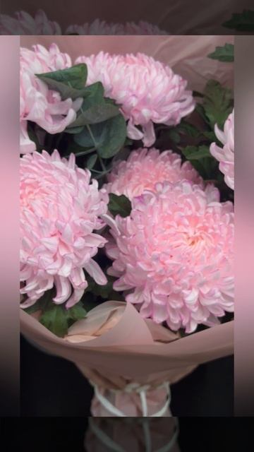 букет из 7 одноголовых розовых хризантем с эвкалиптом в розовой упаковке