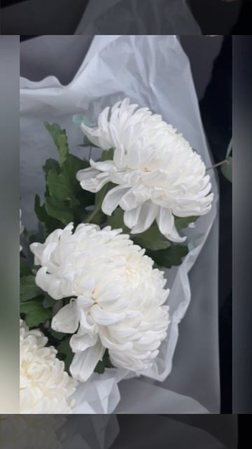 букет из 7 одноголовых белых хризантем с эвкалиптом в белой упаковке
