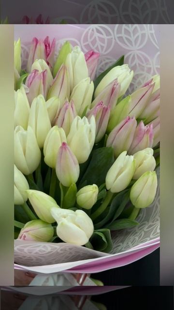 51 белый и розовый тюльпан &laquo;Нежный контраст&raquo;