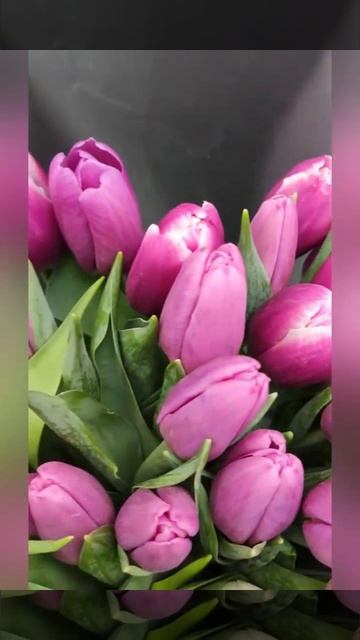 букет 51 белых и розовых тюльпанов.