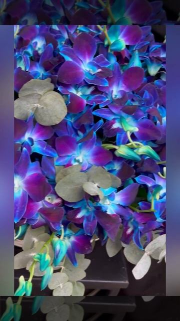 Белая корзина с синими орхидеями дендробиум и эвкалиптом