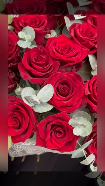 Букет из 23 красных эквадорских роз с эвкалиптом