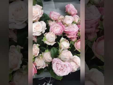 51 кремовых кустовых роз в букете