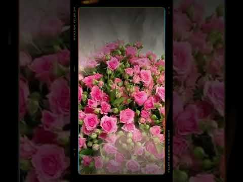 букет из 51 розовой кустовой розы