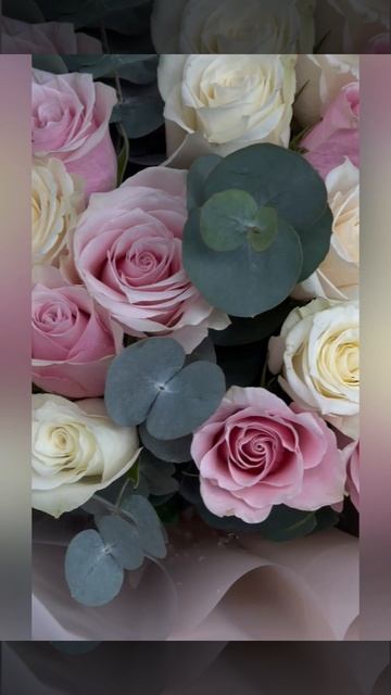 букет из 25 розовых и белых роз с эвкалиптом в упаковке